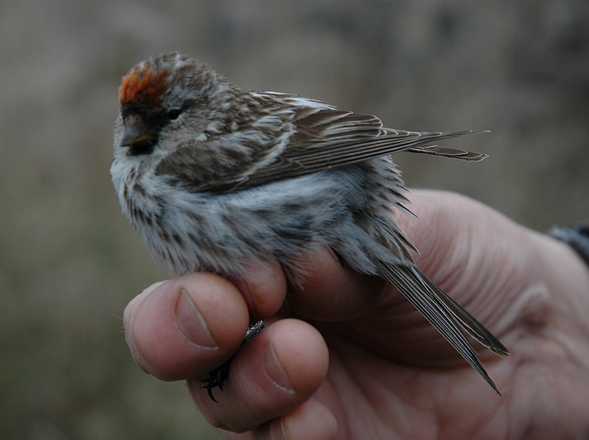 Common Redpoll, Sundre 20060428